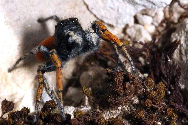 Philaeus chrysops - Copyright Denis Bourgeois